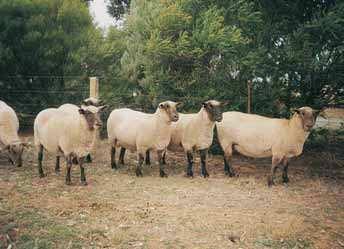 South Suffolk The South Suffolk breed was originally fixed by crossing Southdown and Suffolk sheep. It was introduced to Australia from New Zealand in 1946.