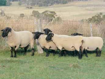 The breed s main role is for use as a terminal sire over crossbred or Merino ewes to produce hardy, fast growing prime lambs.