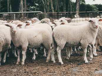 They are among the most fecund in the world, with lambing rates in excess of 200% being common.