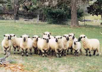 Hampshire Down Hampshire Down sheep were first imported into Australia in 1880 from Hampshire in England, where they had been developed by crossing the Wiltshire and Berkshire breeds.