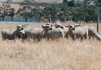 It boasts a high survival rate in lambs at birth, excellent ease of lambing and heavy milking ability. It has some popularity for crossing with the Merino or as a terminal sire with crossbred ewes.