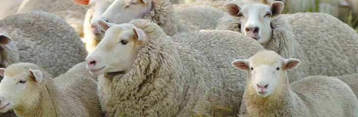 Meat sheep breeds Long wool Border Leicester The Border Leicester came to Australia in 1871 from Britain.