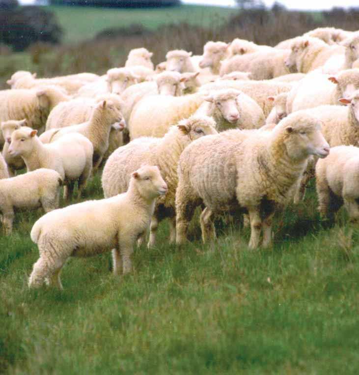 Prime lamb production While the Australian wool industry enjoys a high international profile, there is also a significant trade from Australia in sheep meat products derived from wool industry sheep.