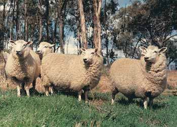 Coopworth Coopworth sheep were developed in the 1950s in New Zealand by crossing Border Leicester and Romney sheep.