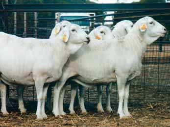 Van Rooy sheep Van Rooy sheep were propagated in South Africa in 1906 using Ronderib Afrikaner over Rambouillet ewes and later introducing some Wensleydale blood.