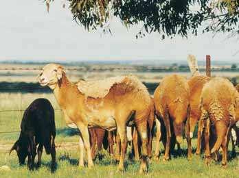 The Van Rooy has good fertility, with excellent conformation compared to other fat tail types. Van Rooy sheep were imported into Australia in 1998 and are well suited to meat production in arid zones.