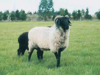 They are ideal for producing hybrid ewes to use for terminal lamb breeding in the pastoral zone. Van Rooy Sheep Breeders PO Box 40 Parilla SA Phone: +61 8 857 66080; www.lm.net.