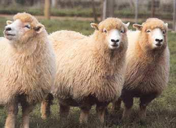 Elliotdale Other sheep breeds Carpet wool and meat sheep shedding The Elliottdale is a carpet wool sheep developed at Elliott Research Station in Tasmania between 1967 and 1976.