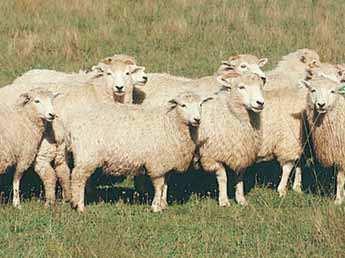 Shearing is required twice per year with a long staple length wool of 120mm-150mm for six months growth. Rams may be horned or polled, but ewes are always polled.