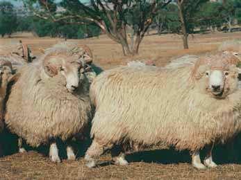 Tukidale The Tukidale breed was developed in New Zealand from a mutant Romney ram that showed the dominant medullated (or hairy) gene distinctive of carpet wool sheep.