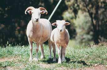They are horned, of medium fertility, with chalky white wool that is highly medullated and harsh to handle. Fibre diameter can be more than 35 microns.