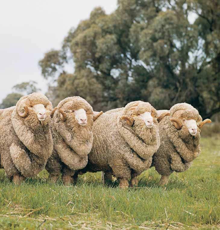 The Australian Merino Captain John Macarthur, regarded as the father of the Australian sheep industry, first developed a flock based initially on British rams and Indian ewes shipped from South