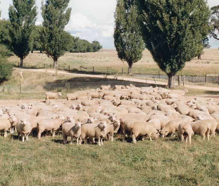 Composite breeds A number of Australian sheep breeds have been based on the Merino.