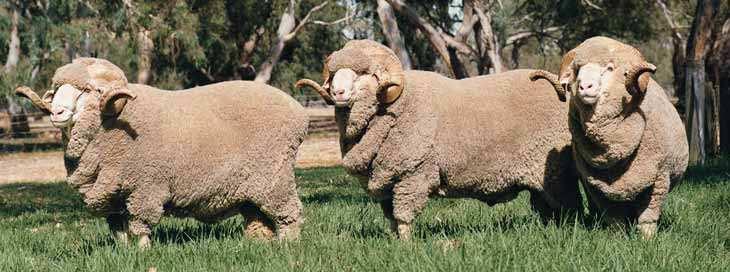 AUSTRALIAN MERINO Superfine and Fine-wool Merino These sheep are found mainly in the northern, central and southern tableland areas of New South Wales; the western districts of Victoria; and the