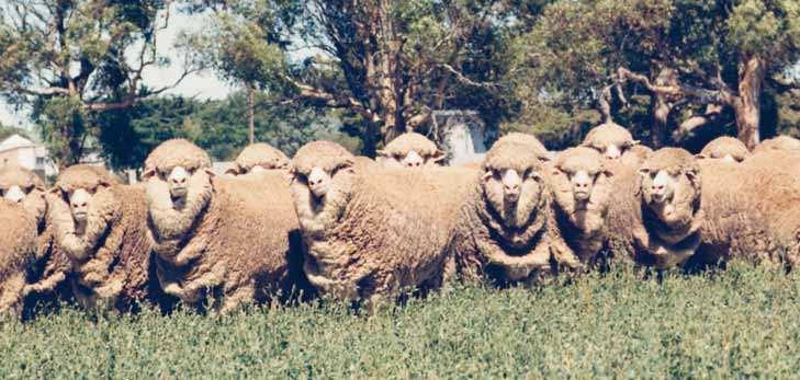 microns and a staple length of around 90mm. The medium-wool Merino is extensively used in the production of F1 crossbred ewes by mating long-wool meat rams to the Merino ewe.