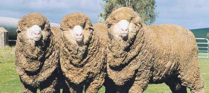 Strong-wool Merino This strain is most prominent in western New South Wales, South Australia and Western Australia.