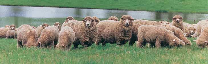 Corriedale The Corriedale is a fixed Lincoln Merino cross. The initial crossbreeding and upgrading program using these breeds began in Australia around 1874.