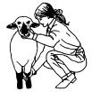 Sheep Tricks-As Easy as 1,2,3 Step 1 - Moving Your Lamb To move the lamb, stand on its left side, grasp it under its chin with your left hand and put your right hand on its dock.