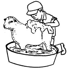 Your lamb can be washed in a tub of warm soapy water or by placing it on the trimming stand. Hold the end of the hose next to the skin and move in a circular scrubbing motion.