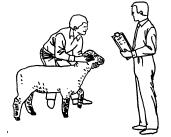 Judge moves to the front of sheep for view of head. Same position, standing at the left of the sheep's shoulder (as in 4.) should be maintained.
