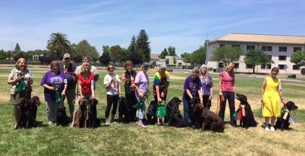 1 Northwest Flat- Coated Retriever Club Flat-Coat Times Summer 2016 Northwest Club Rallies! Important Dates: July 13 Entries close for Hurricane Ridge Show in Sequim July 29,30,31 HRKC in Sequim.