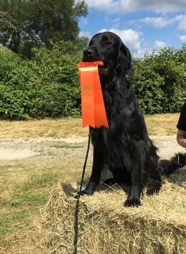 The tests, while designed for spaniels, are also open to Golden Retrievers and Flat-coats. Club members are very friendly and helpful, and the atmosphere is relaxed and fun.