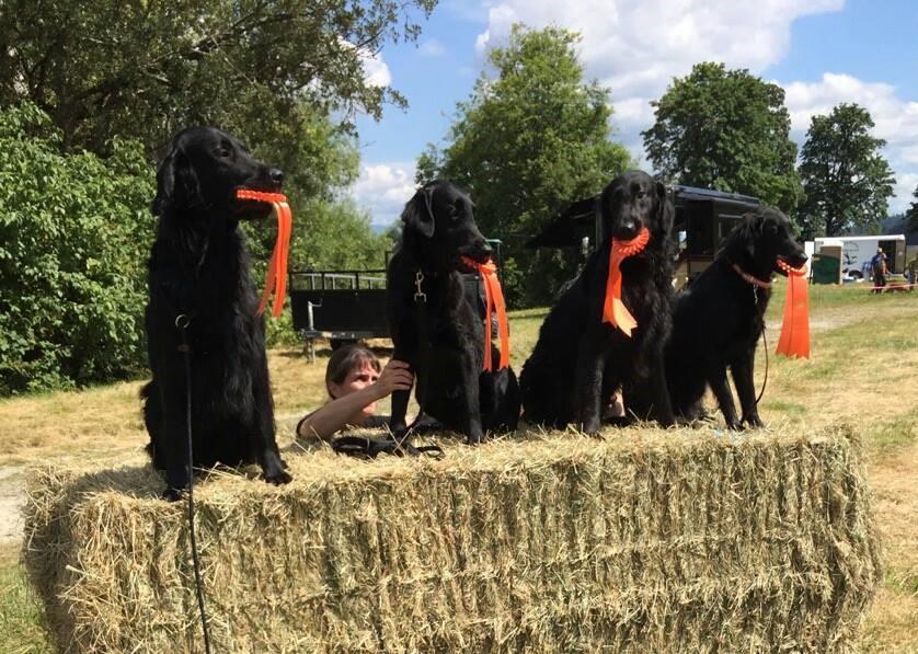 He finished his title at Pepper s Retrieving Grounds on Sunday, July 2. His is owned by Kris Rainey and proudly bred by Kris and Jeanne Allen.
