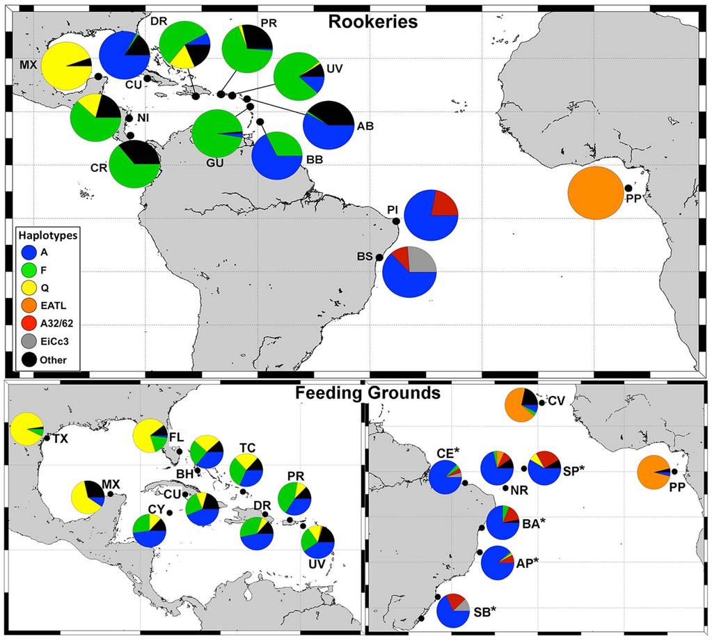 Figure 2. Main haplotype frequencies of genetically described populations in the Atlantic. *study areas described in this work.