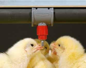 Broiler Drinkers (for Birds up to Nine Pounds or More) RELIA-FLOW Nipple Drinking System for Broilers STEADI-FLOW Broiler Drinker Also Available Chore-Time s Broiler Drinker Systems feature a water