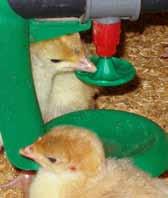 Pockets in the uniquely designed drinker disc hold water to attract poults and also direct water toward birds as they drink.