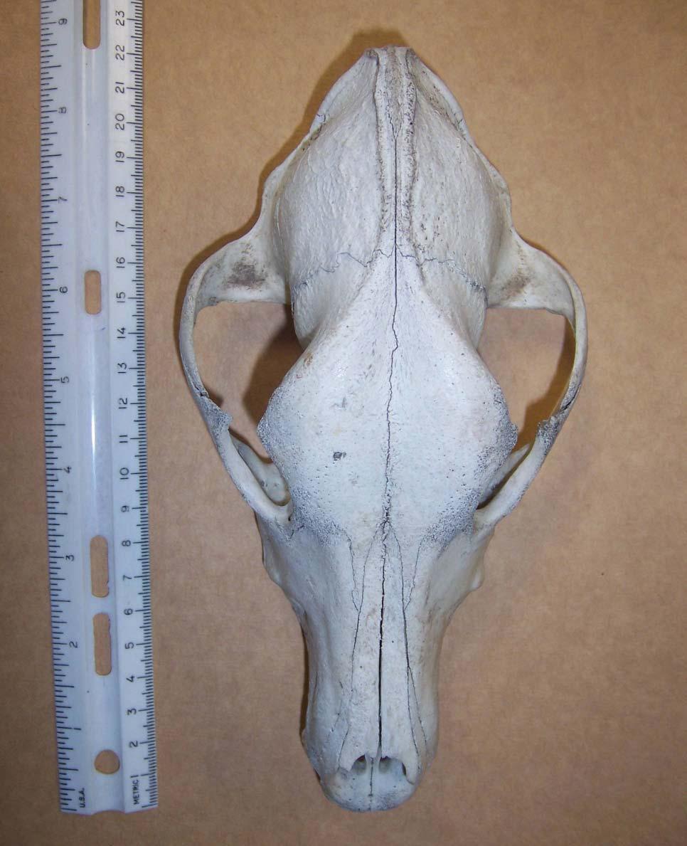 Domestic Canid Skull Dorsal Aspect Man s