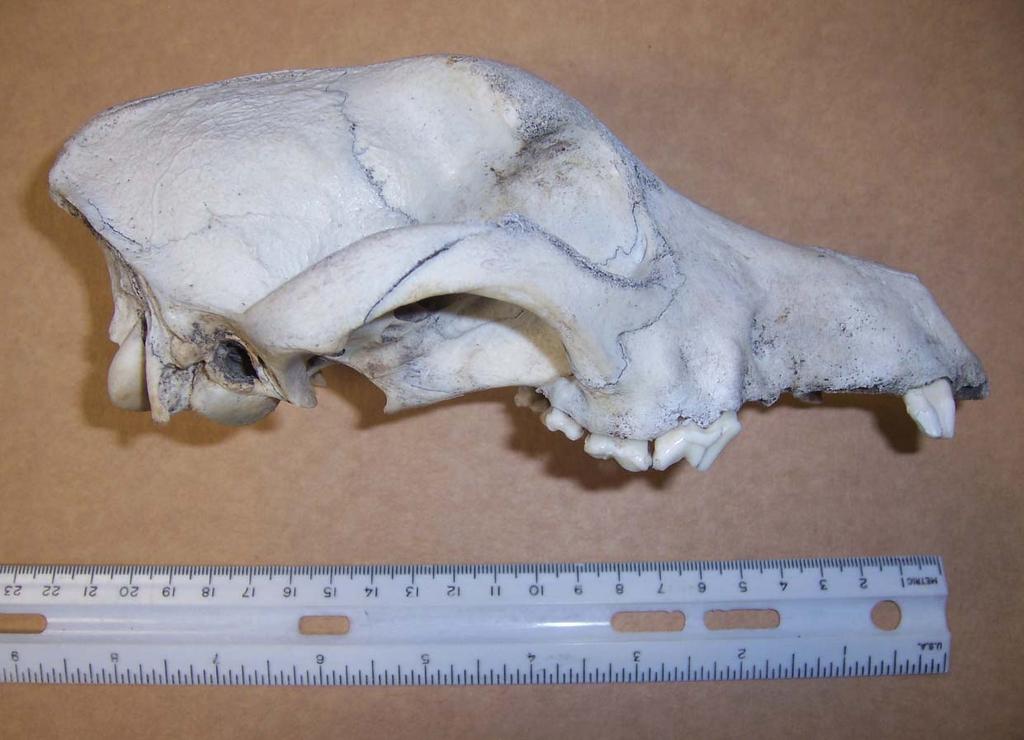 Domestic Canid Skull Lateral Aspect Man s