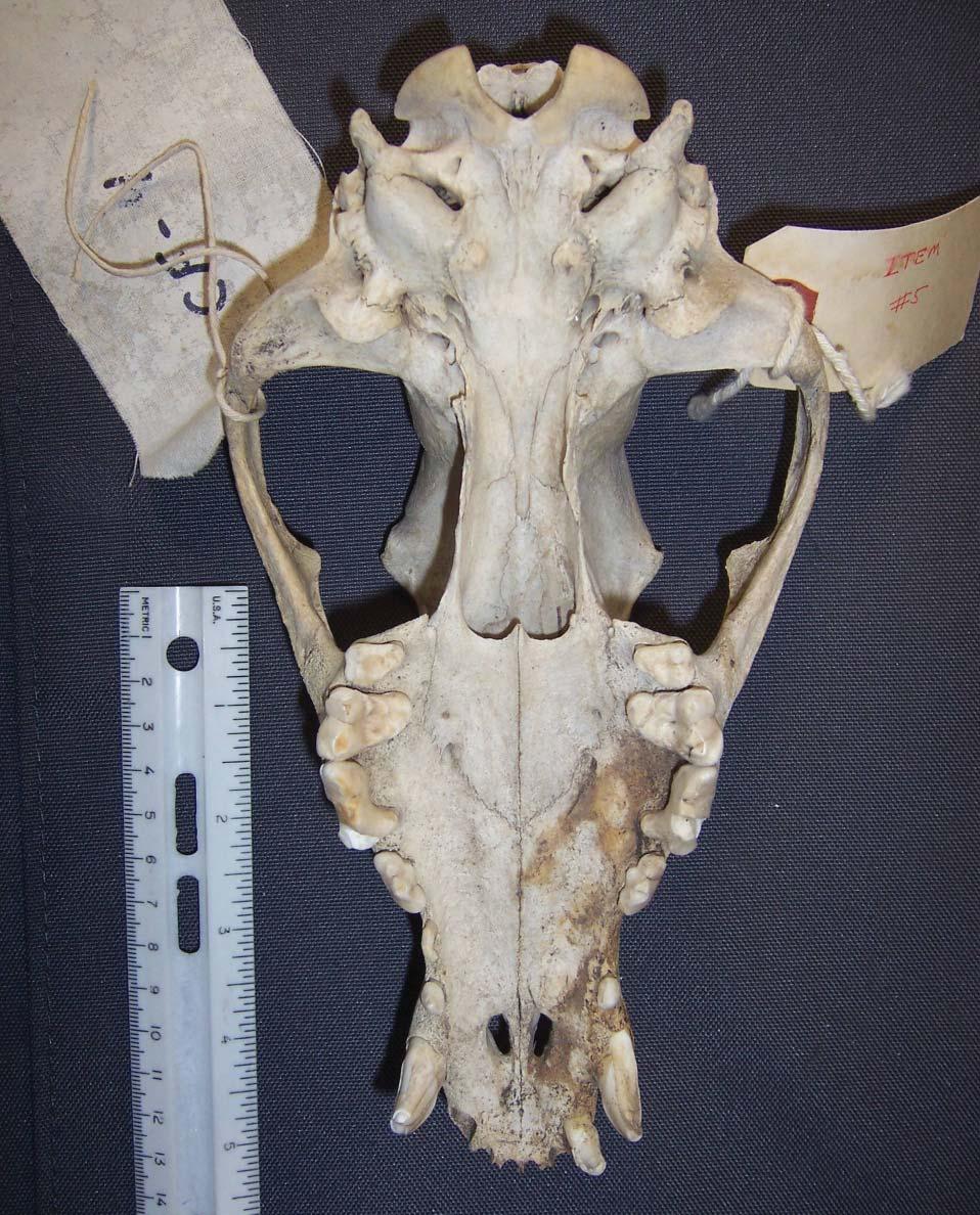 Unknown Canid Skull (Mestiche Site) Ventral