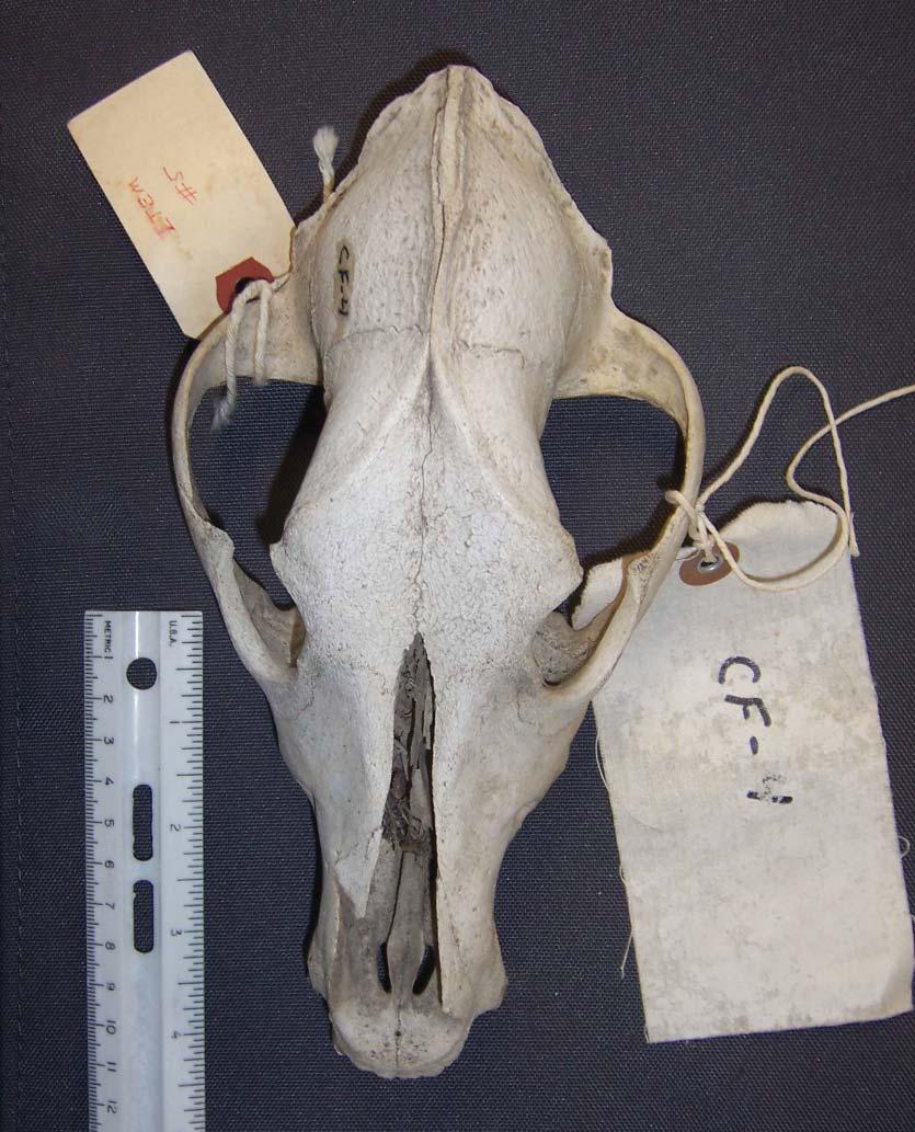 Unknown Canid Skull (Mestiche Site) Dorsal Aspect