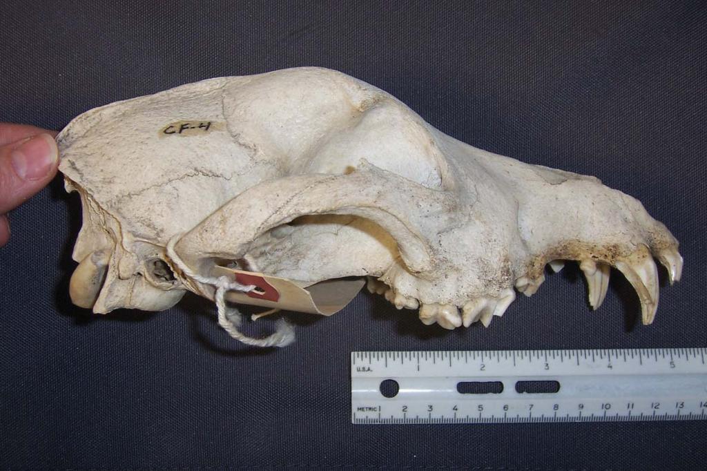 Unknown Canid Skull (Mestiche Site) Lateral