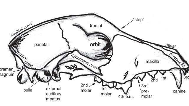 Handout 1 Canid Skull Anatomy