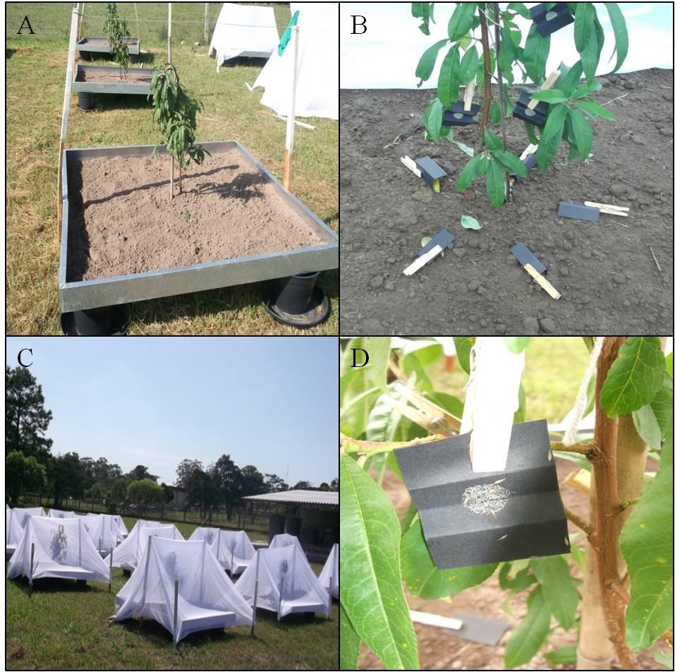 SELECTIVITY OF INSECTICIDES USED IN PEACH FARMING TO LARVAE OF Chrysoperl extern (NEUROPTERA: R. V. CASTILHOS et l.