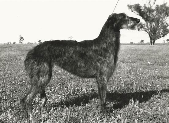 ADDICTED TO DEERHOUNDS Part 2 Fleet was a very lucky Deerhound. She was immensely brave for her twenty nine and a half inches and had many close calls while hunting.