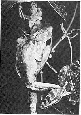 dominant frequency. Lutz (1960a and b, 1973) described in detail aggressive interactions between Hyla Jaber males, but did not observe territorial vocalizations (B. Lutz, pers. comm.