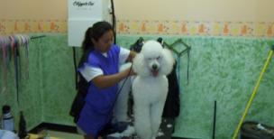 Daycare Dog Training Bathing & Grooming Special Services Dog