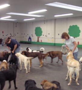 Required Dog Daycare Growing Service, Luxury Markets Vary Space & Labor Intensive Technical Knowledge Dog Language Group Dog Behavior