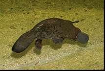 REQUIREMENT 5: Understand how marsupials and monotremes are placed into groups. The monotremes are easy to allot to groups, as there are only two: 1. The platypus is in a group of its own, and; 2.