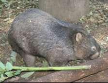 The joey is usually independent at 18 months. Pictured: Common Wombat http://en.wikibooks.org/wiki/file:wombat_at_lone_pine.jpg e.