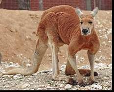 f. Macropods (Kangaroos, Wallabies, Wallaroos, Pademelons, Tree Kangaroos, Hare Wallabies, Nail-tail Wallabies, Narbarlek, Rat Kangaroos, Bettongs and Potoroos) Macropod means big foot.