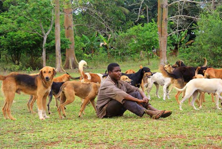 WORLD ANIMAL PROTECTION WORK IN AFRICA HUMAN RABIES CONTROL Tennyson Williams