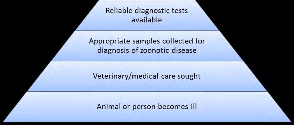 Reporting zoonotic disease Problems relating to veterinary sector Problems relating to human health sector Poor diagnostic infrastructure, lack of trained