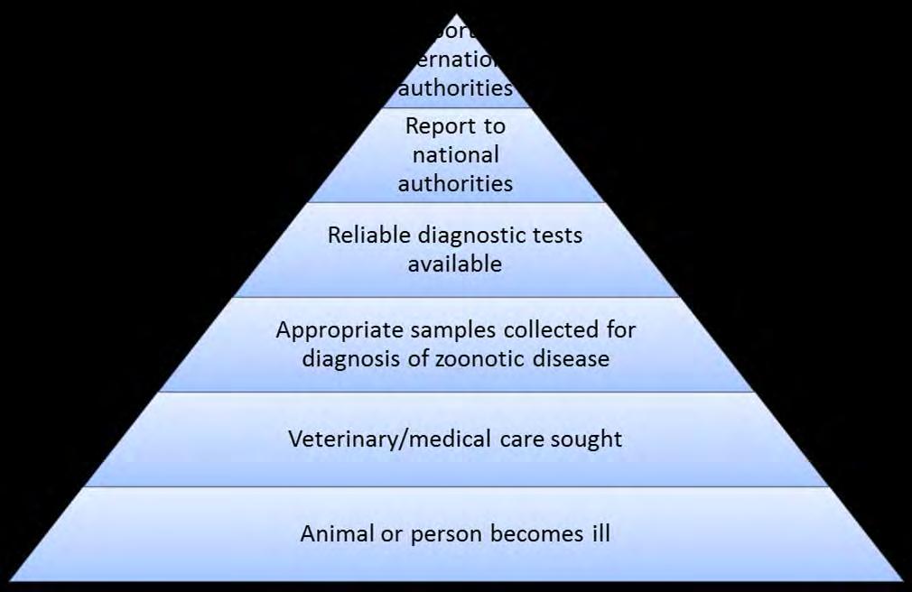 Reporting zoonotic disease Problems relating to veterinary sector Unreliable reporting, negative consequences of reporting, poor intersectoral communication Poor diagnostic infrastructure, lack of