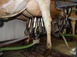 Use dry cow treatment on all cows