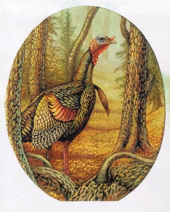 The smooth bumps on a turkey s featherless head and neck are called carunckles, and the fleshy flap of skin dangling from above their beak during breeding, fighting or during extreme heat is called