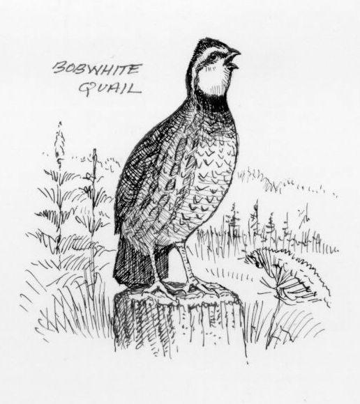 ..bob-white. The short, rotund bobwhite quail is the definitive game bird of south-central Pennsylvania s woodlands and hedgerows bordering large expanses of overgrown meadows.